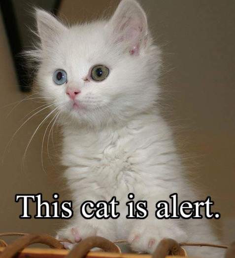 alertcat2