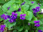wild violets