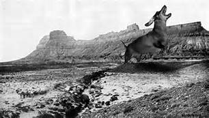 get a long little doggie